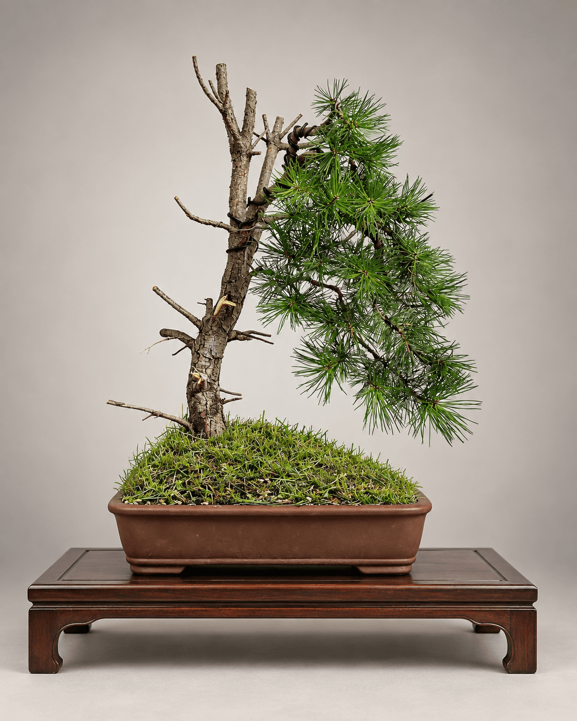 Scots pine with a bare deadwood trunk and stripped branch stubs, live foliage swept to the right, in a brown rectangular pot