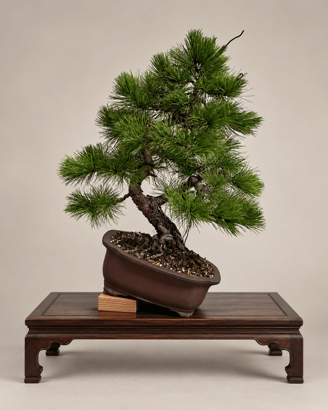 Western white pine with long blue-green needles and a curving trunk, in an unglazed brown rectangular pot